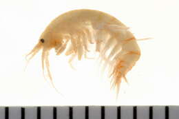 Image de Gammarus lawrencianus