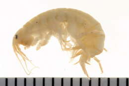 Image of Gammarus finmarchicus