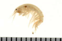 Image de Gammarus lawrencianus