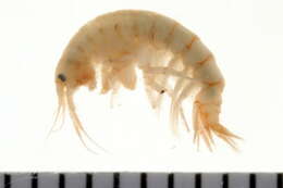 Image of Gammarus lawrencianus