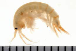 Imagem de Gammarus lawrencianus