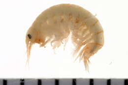 Image of Gammarus lawrencianus