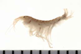 Image of Leptocheirus Zaddach 1844