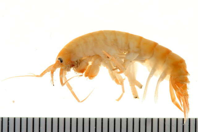 Image of Gammarus oceanicus