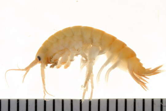 Image of Gammarus oceanicus