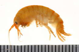 Image of Gammarus oceanicus