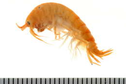 Image of Gammarus oceanicus