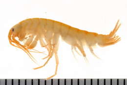 Image of Gammarus finmarchicus