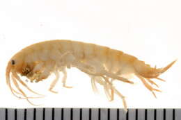 Image of Gammarus oceanicus