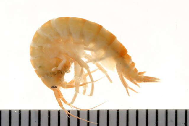 Image of Gammarus oceanicus