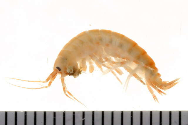 Image of Gammarus oceanicus