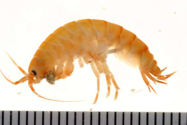 Image of Gammarus oceanicus