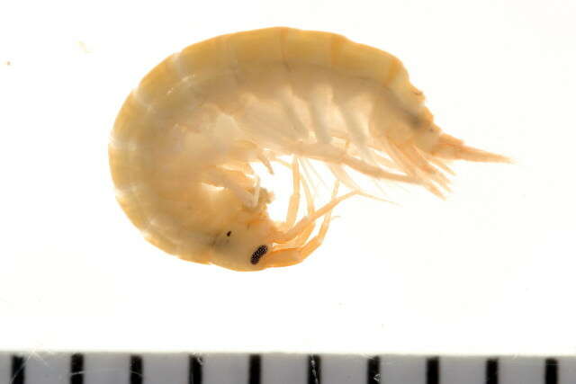 Image of Gammarus finmarchicus