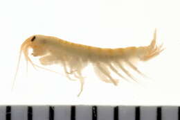 Image of Gammarus finmarchicus