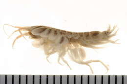 Image of Leptocheirus Zaddach 1844