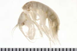 Image of Cheirocratidae d'Udekem d'Acoz 2010