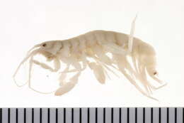 Image of Cheirocratidae d'Udekem d'Acoz 2010