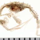 Image of ghost shrimp