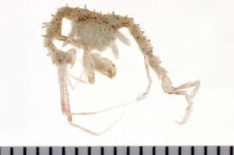 Image of ghost shrimp