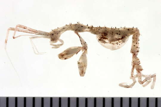 Image of ghost shrimp