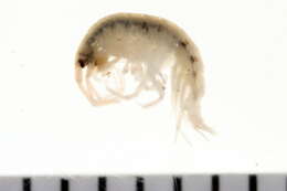 Image of Photidae Boeck 1871