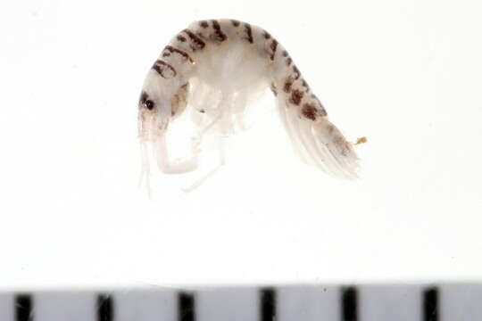 Image of Crassicorophium