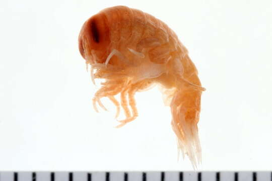 Image of big-eye amphipod