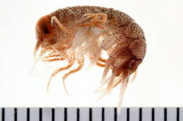 Image of big-eye amphipod