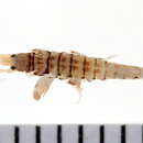 Image of Ericthonius fasciatus (Stimpson 1853)