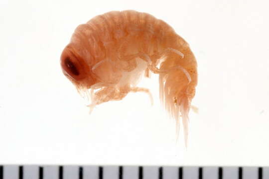 Image of big-eye amphipod