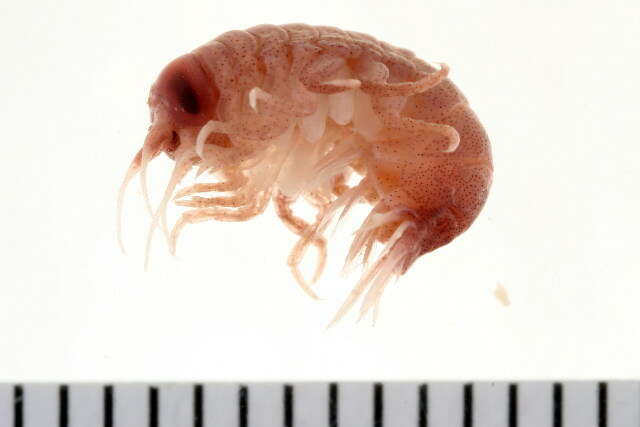 Image of big-eye amphipod