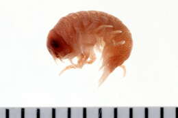 Image of big-eye amphipod