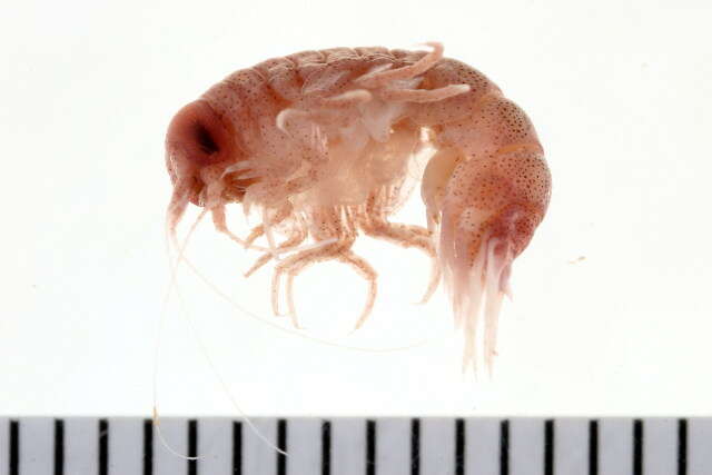 Image of big-eye amphipod