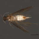 Image of Stactobiella delira (Ross 1938)