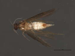 Image of Stactobiella delira (Ross 1938)