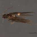 Image of Hydroptila wyomia Denning 1948