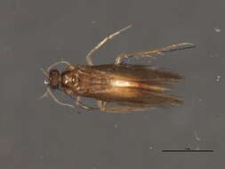 Image of Stactobiella delira (Ross 1938)