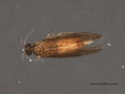 Image of Stactobiella delira (Ross 1938)