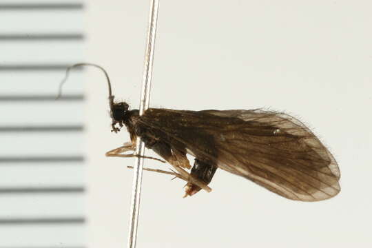 Image of Rhyacophila manistee Ross 1938