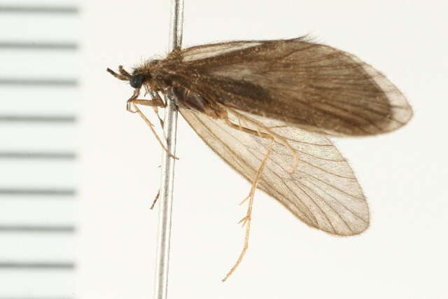 Image of Lepidostoma (Nosopus) pictile (Banks 1899)