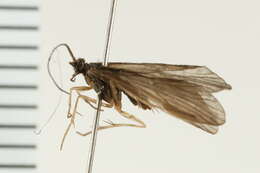 Image of Rhyacophila manistee Ross 1938