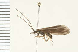 Image of Psilotreta indecisa (Walker 1852)