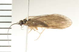 Image of Rhyacophila manistee Ross 1938