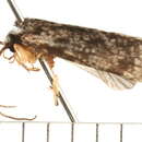 Image of <i>Plectrocnemia icula</i>