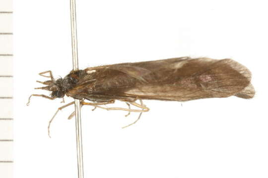 Image of Ceraclea annulicornis