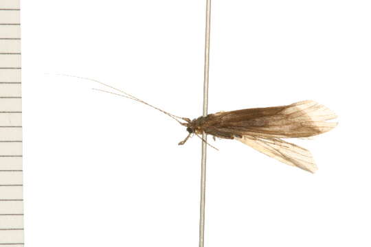 Imagem de Ceraclea annulicornis