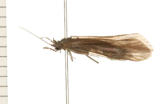 Image of Ceraclea annulicornis