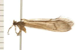 Image of Oecetis inconspicua (Walker 1852)
