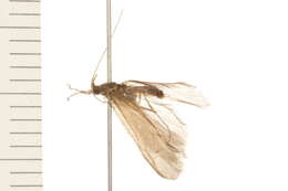 Слика од Oecetis inconspicua (Walker 1852)
