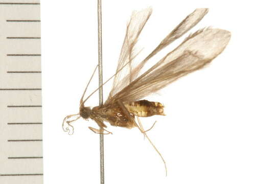 Image of Oecetis inconspicua (Walker 1852)